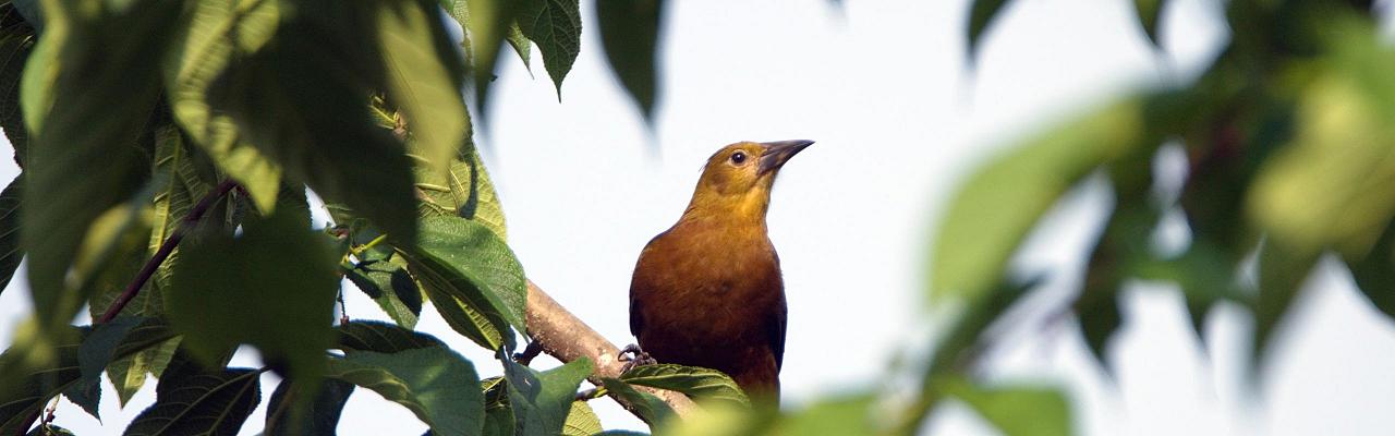 Birding Bolivia, Bird watching Bolivia, South America, Naturalist Journeys, Wildlife Tour, Wildlife Photography, Ecotourism, Specialty Birds, Birding Hotspot