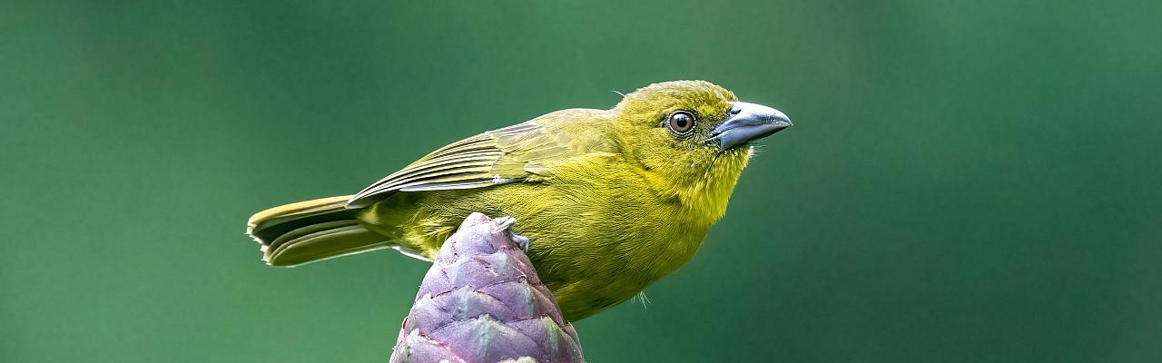 Birding Bolivia, Bird watching Bolivia, South America, Naturalist Journeys, Wildlife Tour, Wildlife Photography, Ecotourism, Specialty Birds, Birding Hotspot