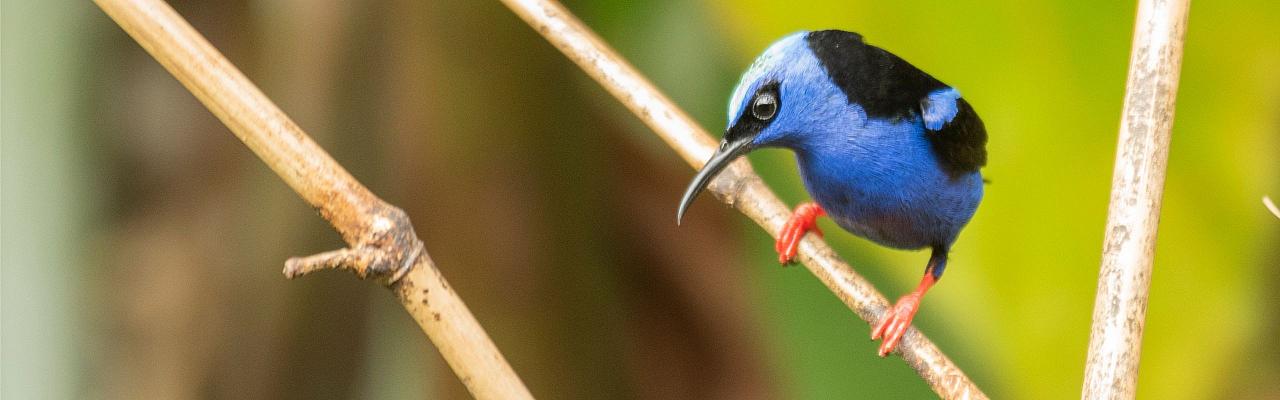 Red-legged Honeycreeper, Birding Mexico, Bird watching Mexico, Oaxaca, Mexico, North American Birds, Naturalist Journeys, Wildlife Tour, Wildlife Photography, Ecotourism, Specialty Birds, Endemic Birds, Birding Hotspot 