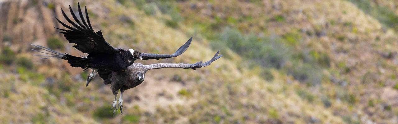 Andean Condor with chick, Patagonia, Patagonia Nature Tour, Naturalist Journeys, Argentina, Chile