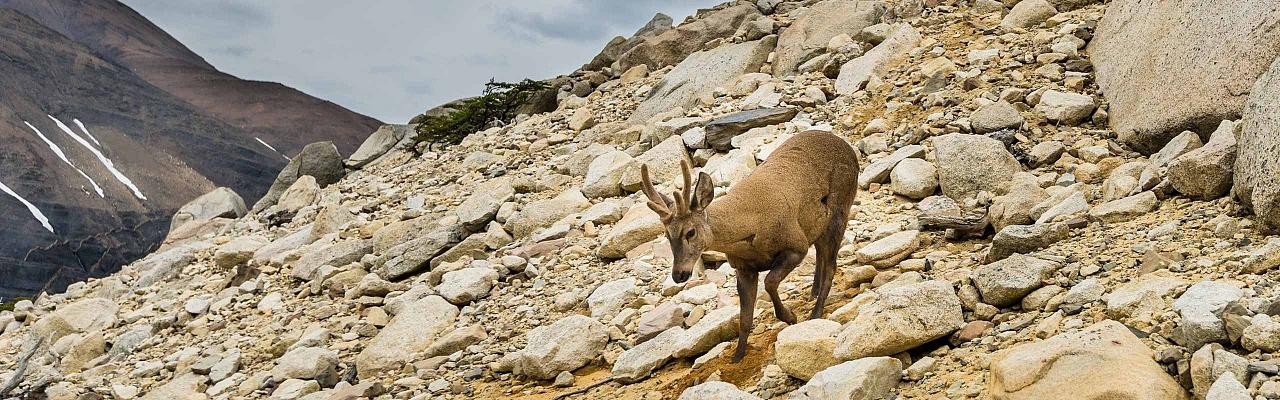 Huemul Deer, Endangered Species, Patagonia, Patagonia Nature Tour, Naturalist Journeys, Argentina, Chile