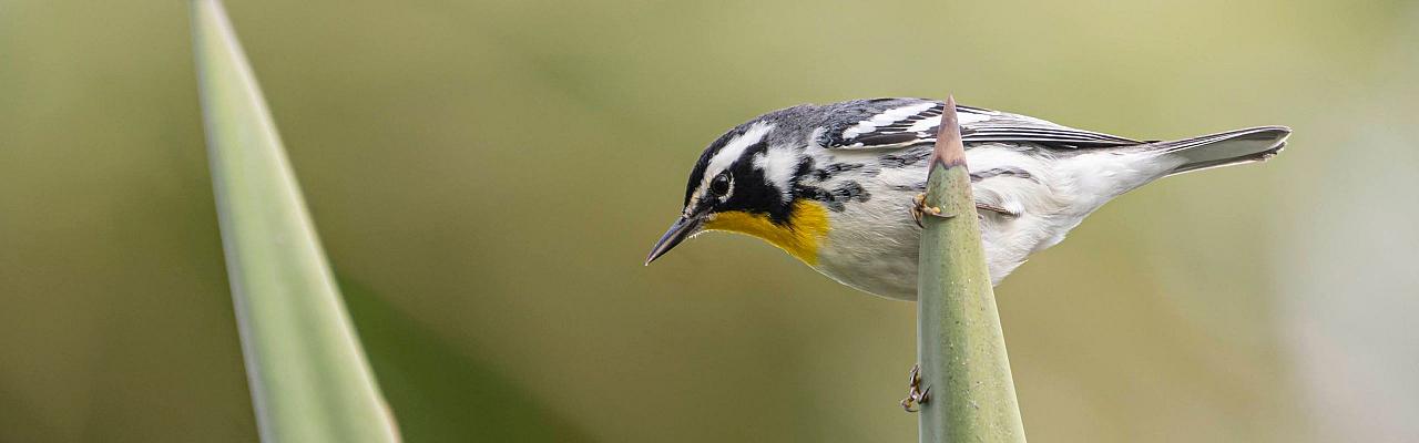 Yellow-throated Warbler, Birding South Texas, Bird watching, Rio Grande Valley, South Texas, Naturalist Journeys, Wildlife Tour, Wildlife Photography, Ecotourism, Specialty Birds, Birding Hotspot