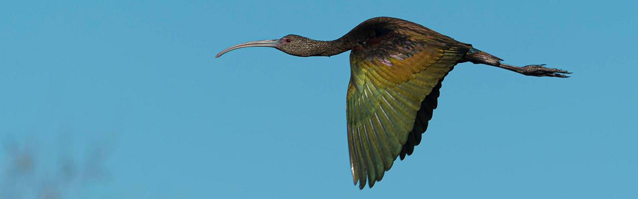 White-faced Ibis, Birding South Texas, Bird watching, Rio Grande Valley, South Texas, Naturalist Journeys, Wildlife Tour, Wildlife Photography, Ecotourism, Specialty Birds, Birding Hotspot