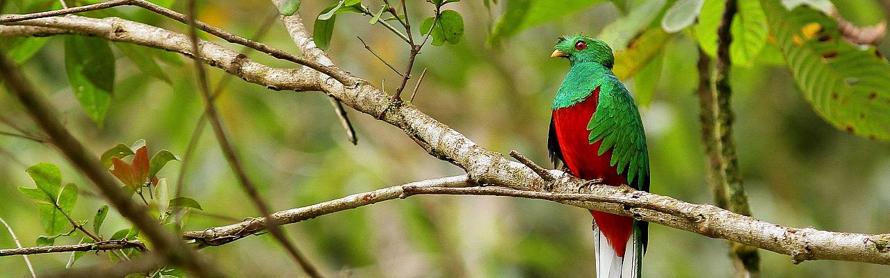 Crested Quetzal, Peru, Peru Nature Tour, Peru Wildlife Tour, Peru Birding Tour, Manu National Park, Manu Birding Tour, Naturalist Journeys