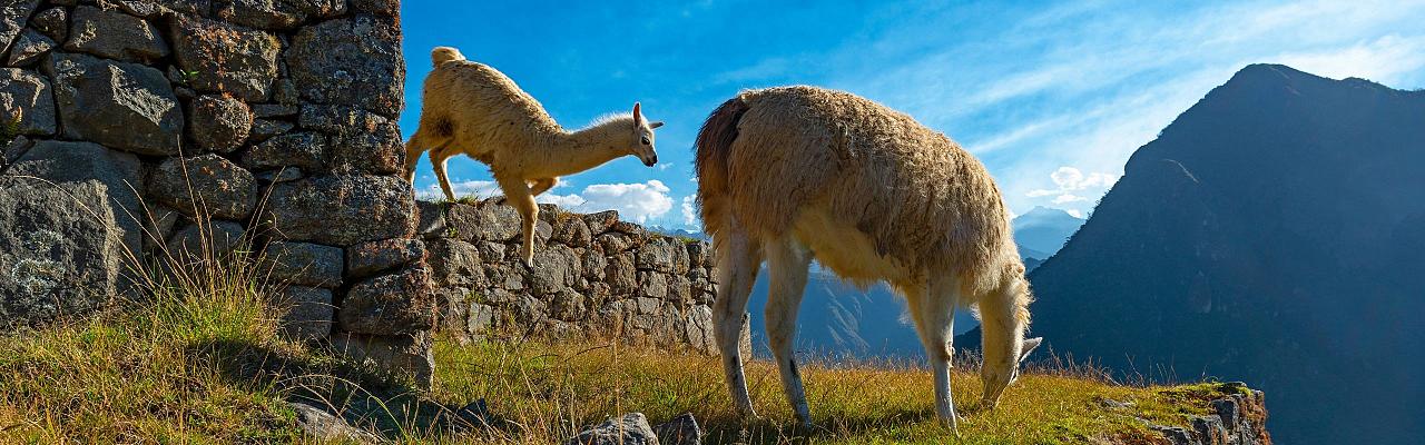 Llamas at Machu Picchu, Birding Peru, Bird Watching Peru, Peru, South America, Naturalist Journeys, Wildlife Tour, Wildlife Photography, Ecotourism, Specialty Birds, Endemic Birds, Birding Hotspot, Machu Picchu