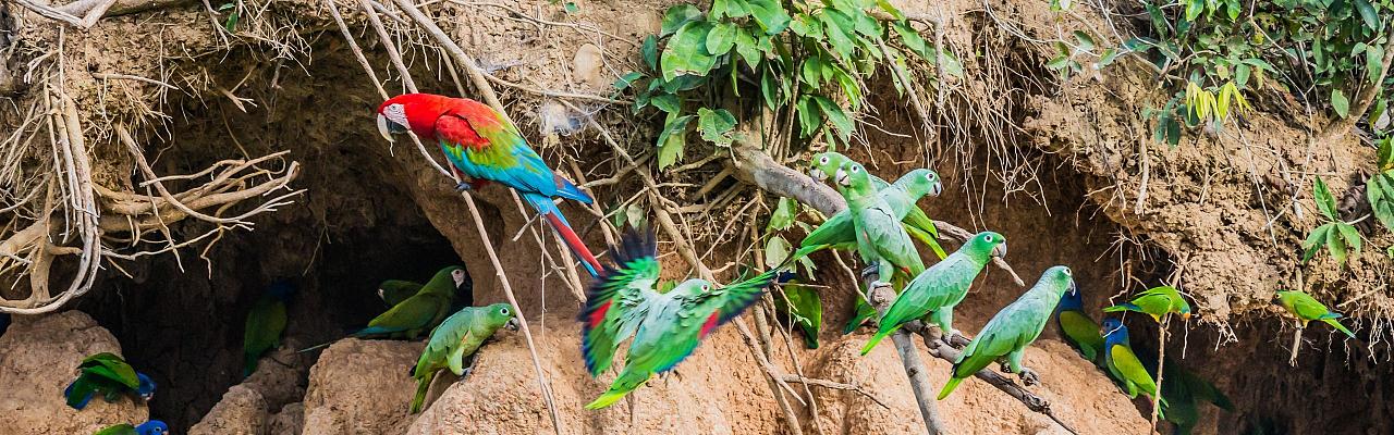 Parrots on Clay Lick, Birding Peru, Bird Watching Peru, Peru, South America, Naturalist Journeys, Wildlife Tour, Wildlife Photography, Ecotourism, Specialty Birds, Endemic Birds, Birding Hotspot, Machu Picchu