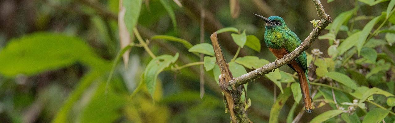 Bluish-fronted Jacamar, Birding Peru, Bird Watching Peru, Peru, South America, Naturalist Journeys, Wildlife Tour, Wildlife Photography, Ecotourism, Specialty Birds, Endemic Birds, Birding Hotspot, Machu Picchu