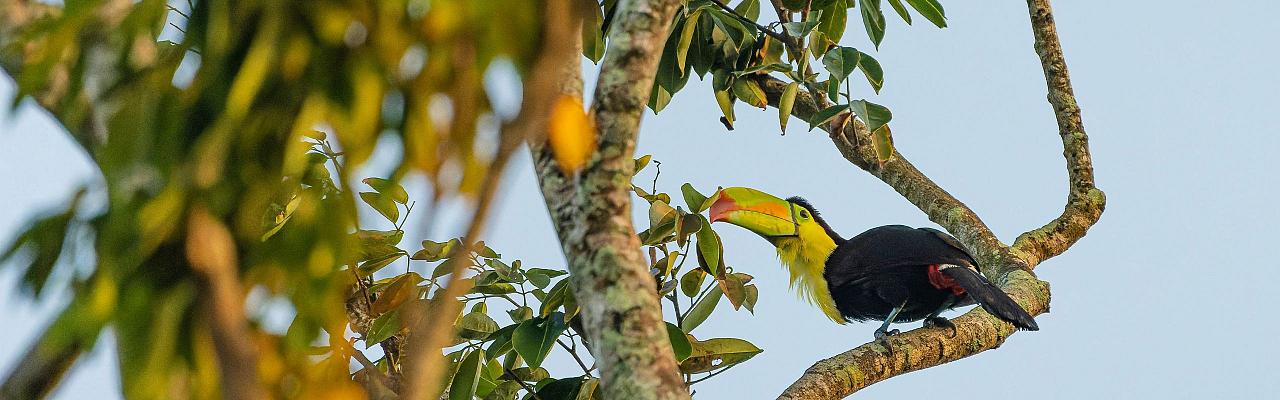 Birding Belize, Bird watching, Central America, Neotropics, Naturalist Journeys, Wildlife Tour, Wildlife Photography, Ecotourism, Specialty Birds, Birding Hotspot
