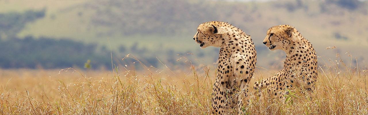 Birding Cheetah, Zimbabwe, Bird watching Zambia, Africa, African Safari Journeys, Wildlife Tour, Wildlife Photography, Ecotourism, Specialty Birds, Birding Hotspot