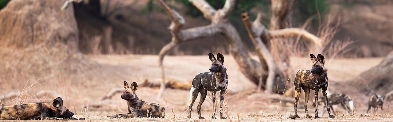 African Wild Dogs, Birding Zimbabwe, Bird watching Zambia, Africa, African Safari Journeys, Wildlife Tour, Wildlife Photography, Ecotourism, Specialty Birds, Birding Hotspot