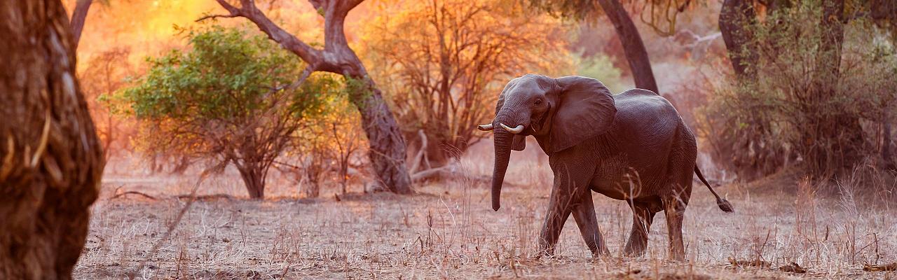 Elephant, Birding Zimbabwe, Bird watching Zambia, Africa, African Safari Journeys, Wildlife Tour, Wildlife Photography, Ecotourism, Specialty Birds, Birding Hotspot