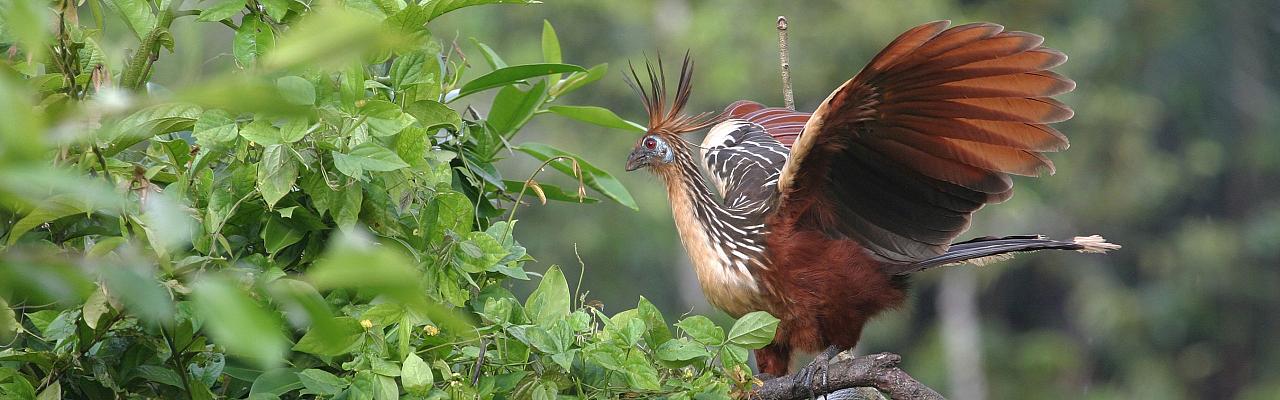 Hoatzin, Amazon River Cruise, Amazon Basin, Peru, Naturalist Journeys