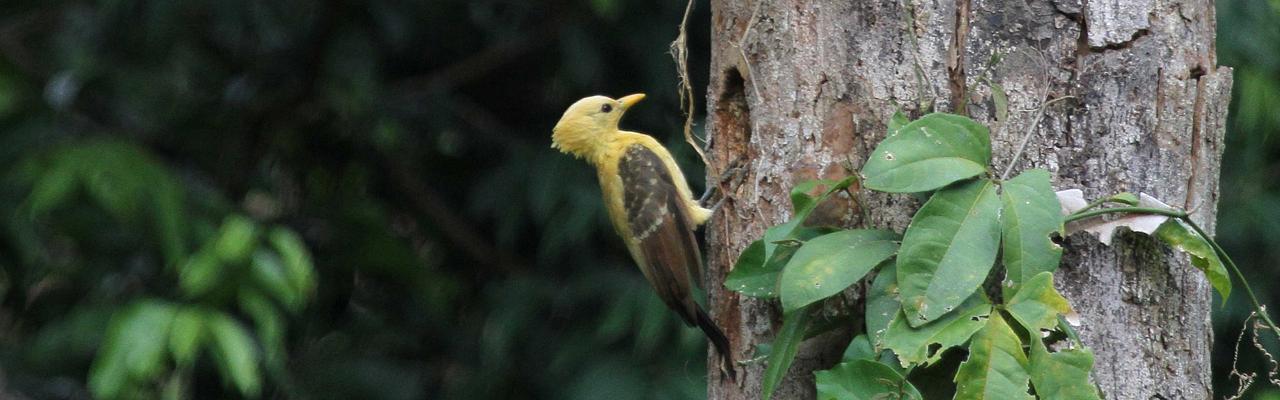 Cream-colored Woodpecker, Amazon River Cruise, Amazon Basin, Peru, Naturalist Journeys