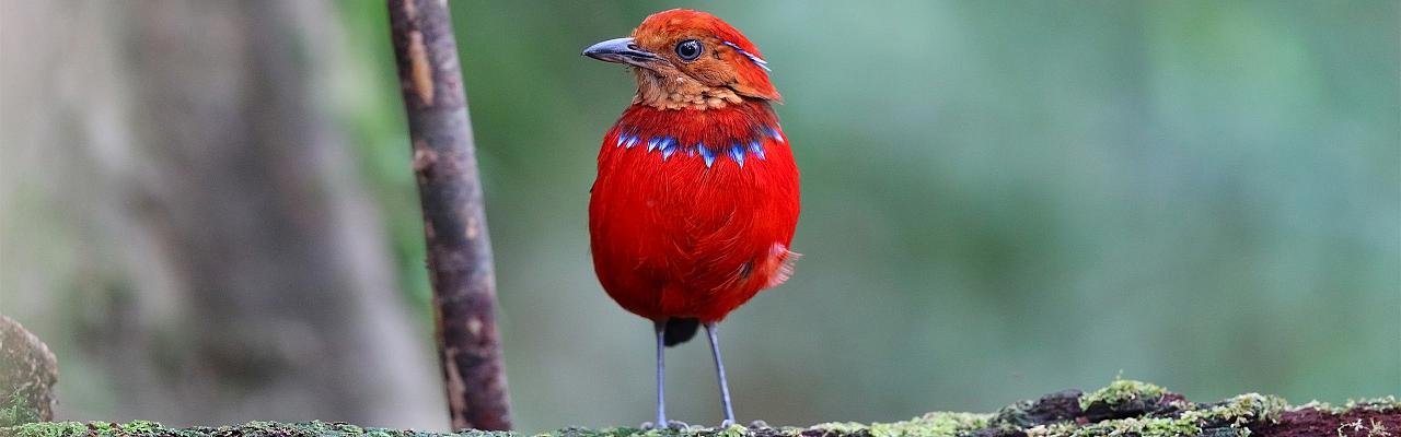 Borneo Birding, Wildlife and Nature tour with Naturalist Journeys, Pygmy Elephant, Orangutan, Gliding Tree Frogs and Endemic Birds