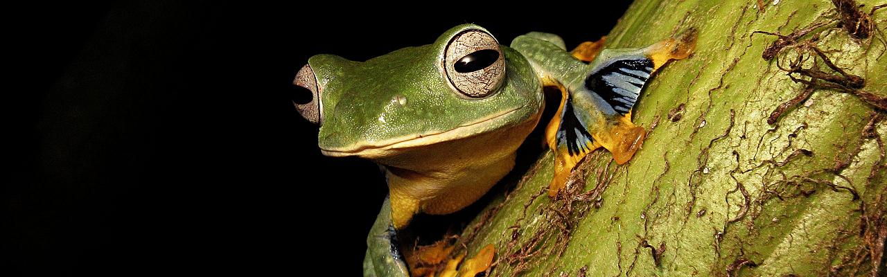 Birding Borneo, Birding Asia, Bird watching Borneo, Borneo Wildlife, Nature Tour, Naturalist Journeys, Wildlife Tour, Wildlife Photography, Ecotourism, Specialty Birds, Birding Hotspot, Endemic Birds