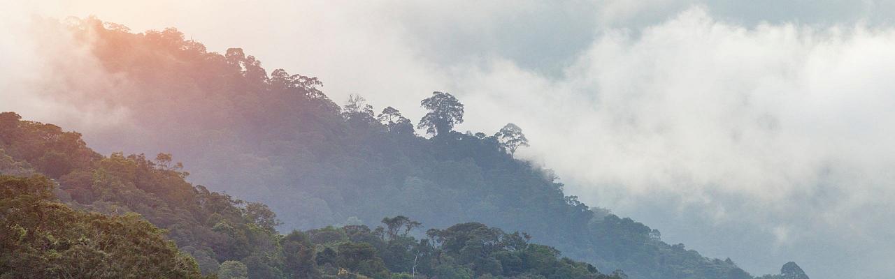 Borneo Birding, Wildlife and Nature tour with Naturalist Journeys, Southeast Asia, Birdwatching, Pygmy Elephant, Orangutan, Gliding Tree Frogs and Endemic Birds