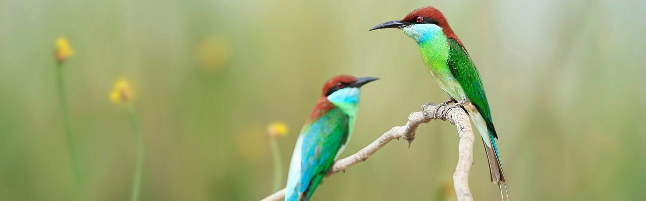 Borneo Birding, Wildlife and Nature tour with Naturalist Journeys, Southeast Asia, Birdwatching, Pygmy Elephant, Orangutan, Gliding Tree Frogs and Endemic Birds