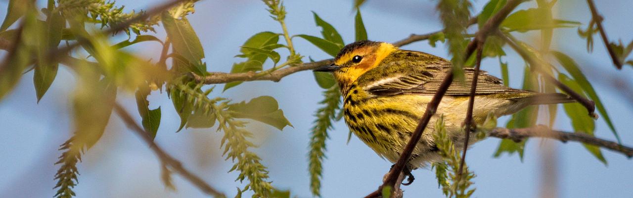 Cape May Warbler, Birding Ohio, Ohio Biggest Week in Birding, Spring Migration, Bird watching Ohio, North America, Naturalist Journeys, Wildlife Tour, Wildlife Photography, Ecotourism, Specialty Birds, Birding Hotspot, Lake Erie