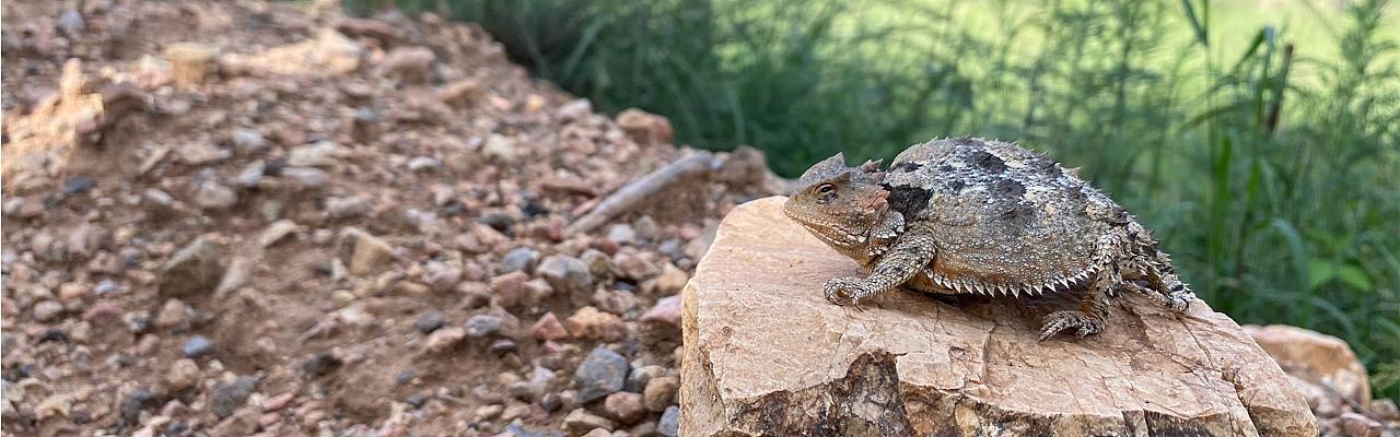 Mountain Short-Horned Lizard Portal Arizona, Southeast Arizona, Arizona, Arizona Nature Tour, Arizona Birding Tour, Naturalist Journeys