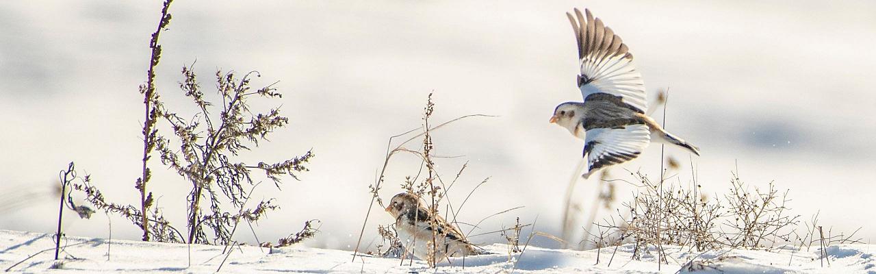 Birding Minnesota, Bird watching Minnesota, The Great Lakes, Naturalist Journeys, Wildlife Tour, Wildlife Photography, Ecotourism, Specialty Birds, Birding Hotspot, Owls