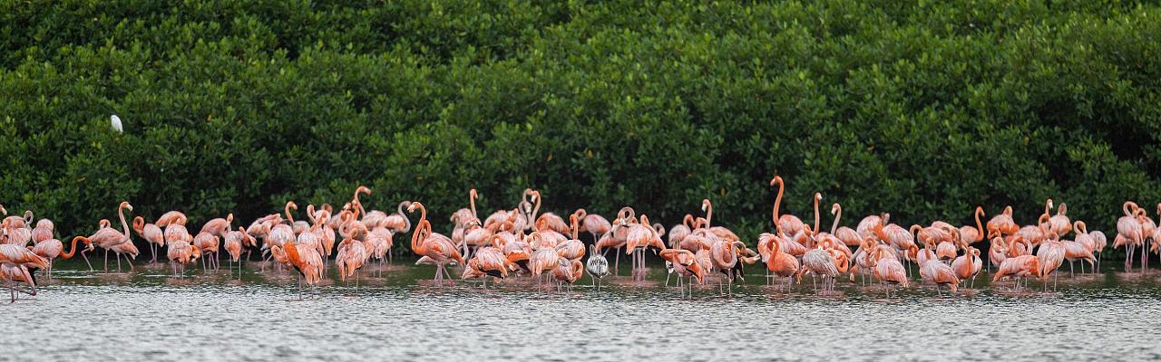 Flamingo Boat, Grand Piece Online Wiki