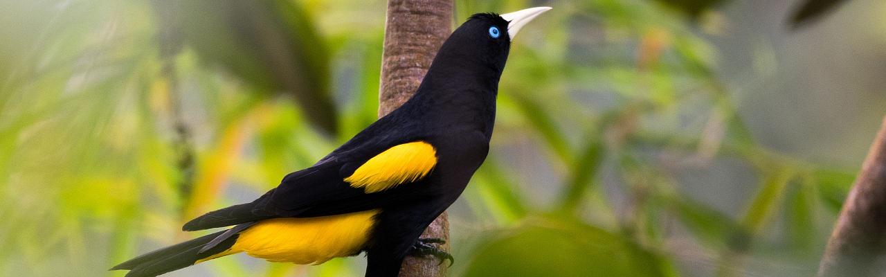 File:Yellow-winged Cacique.jpg - Wikipedia