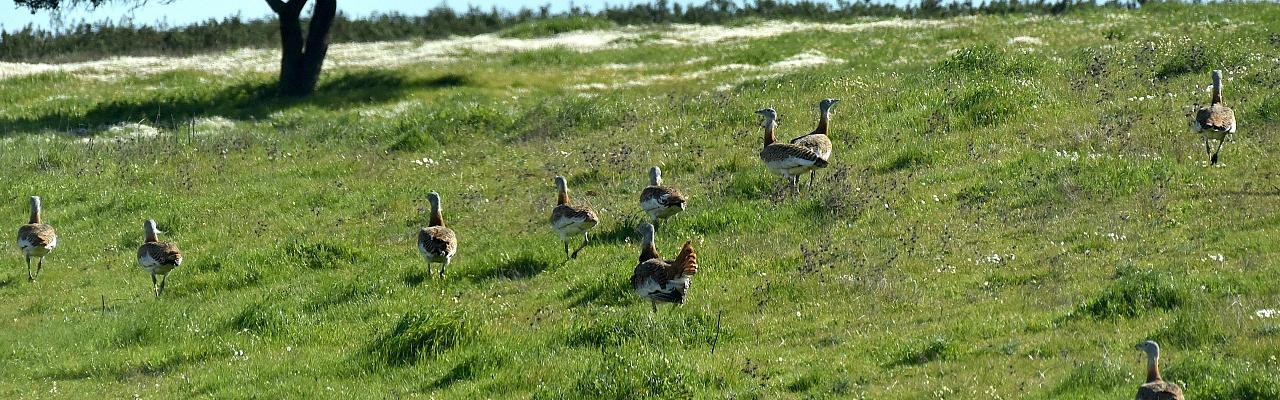 Great Bustard, Portugal, Portugal Birding Tour, Portugal Nature Tour, Portugal Birdwatching Tour, Portugal Migration Tour, Portugal Fall Migration Tour, European Migration Tour, Naturalist Journeys