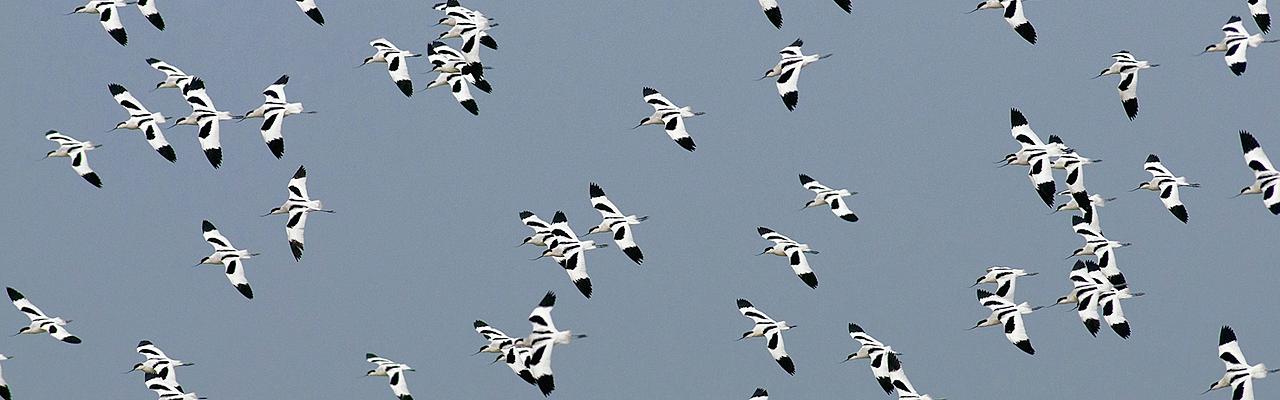 Pied Avocets, Portugal, Portugal Birding Tour, Portugal Nature Tour, Portugal Birdwatching Tour, Portugal Migration Tour, Portugal Fall Migration Tour, European Migration Tour, Naturalist Journeys