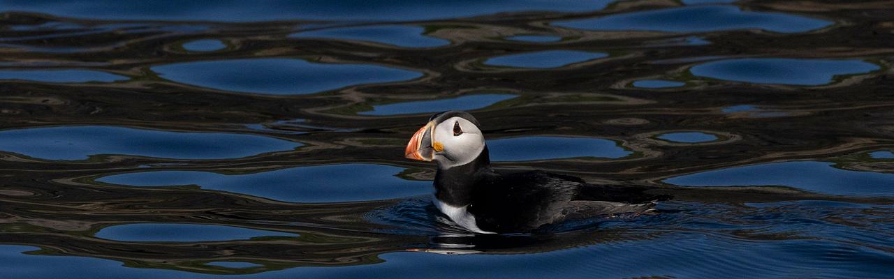 Birding Scotland, Bird Watching Scotland, United Kingdom, Scottish Isles, Naturalist Journeys, Wildlife Tour, Wildlife Photography, Ecotourism, Specialty Birds, Endemic Birds, Birding Hotspot, Cruise, Puffin