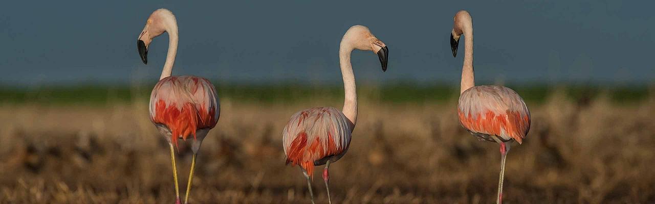 Chilean Flamingos, Patagonia, Patagonia Nature Tour, Naturalist Journeys, Argentina, Chile