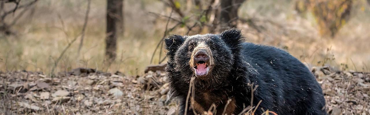 Sloth Bear, India Nature Tour, India Wildlife Tour, India Wildlife Safari, Naturalist Journeys Birding and Nature tour to Southern India Western Ghats and Nagarhole National Park