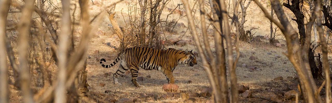 Bengal Tiger in Nagarhole NP, India Birding, India Nature Tour, India Wildlife Tour, India Wildlife Safari, Naturalist Journeys Birding and Nature tour to Southern India Western Ghats and Nagarhole National Park