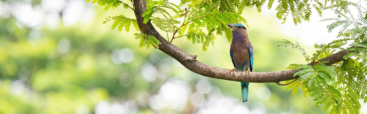 Indochinese Roller, India Nature Tour, India Wildlife Tour, India Wildlife Safari, Naturalist Journeys Birding and Nature tour to Southern India Western Ghats and Nagarhole National Park