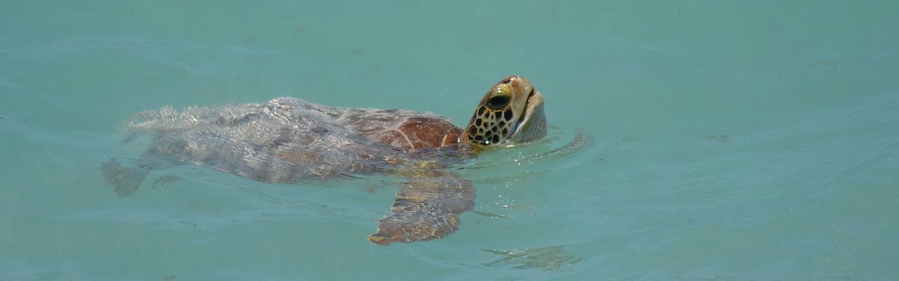 Green Turtle, Lesser Antilles Birding Tour, Naturalist Journeys, Lesser Antilles Endemics, Lesser Antilles Wildlife, Caribbean Birding