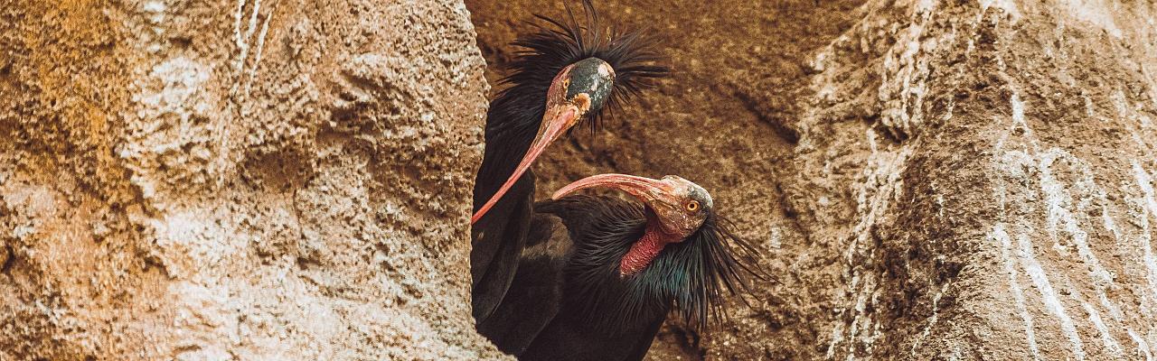 Morocco, Morocco Wildlife, Wildlife Tour, North-African Wildlife, Birdwatching, Photography Tour, Birds of the World, Marrakech, High Atlas Mountains, Desert Landscapes