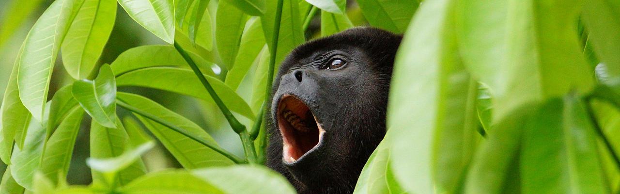 Howler Monkey, Birding Honduras, Bird Watching Honduras, Central American Birds, Naturalist Journeys, Wildlife Tour, Wildlife Photography, Ecotourism, Specialty Birds, Endemic Birds, Birding Hotspot, Copan Ruins, Maya Ruins