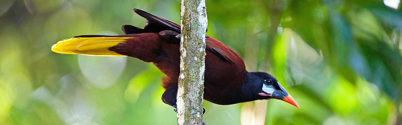 Montezuma Oropendola, Birding Honduras, Bird Watching Honduras, Central American Birds, Naturalist Journeys, Wildlife Tour, Wildlife Photography, Ecotourism, Specialty Birds, Endemic Birds, Birding Hotspot, Copan Ruins, Maya Ruins