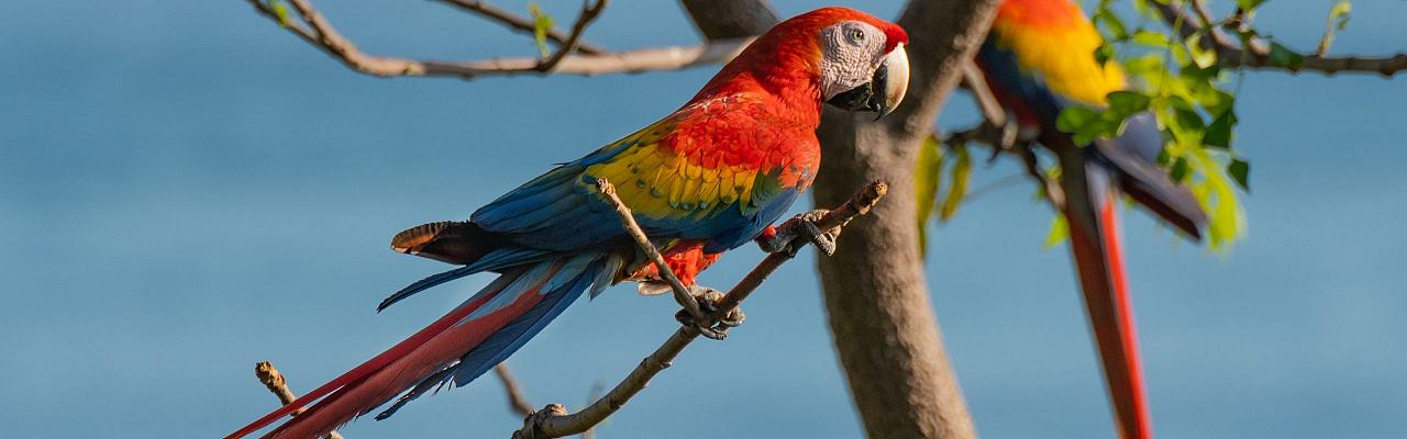 Scarlet Macaw, Birding Honduras, Bird Watching Honduras, Central American Birds, Naturalist Journeys, Wildlife Tour, Wildlife Photography, Ecotourism, Specialty Birds, Endemic Birds, Birding Hotspot, Copan Ruins, Maya Ruins