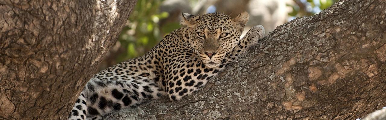 Birding Tanzania, Bird watching Tanzania, African birds, Naturalist Journeys, Wildlife Tour, Wildlife Photography, Ecotourism, Specialty Birds, Endemic Birds, Birding Hotspot, Ngorongoro Crater, Arusha National Park