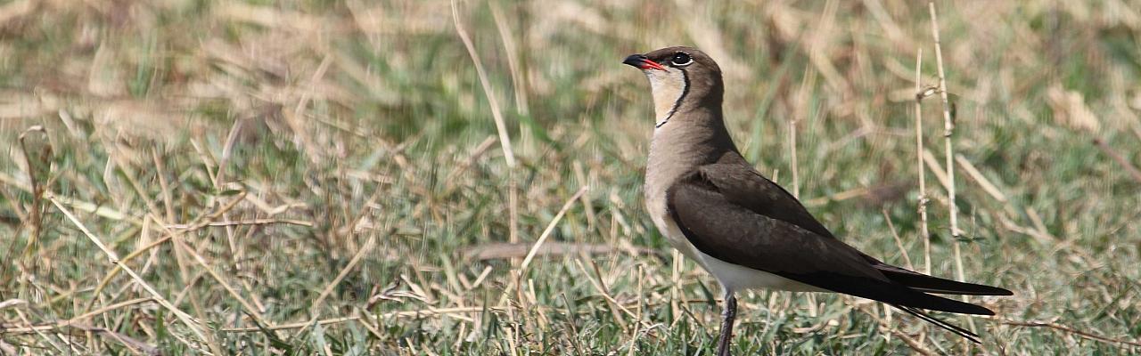 Collared Pranticole, Greece, Greece Birding Tour, Greece Nature Tour, Spring Migration Tour, Naturalist Journeys