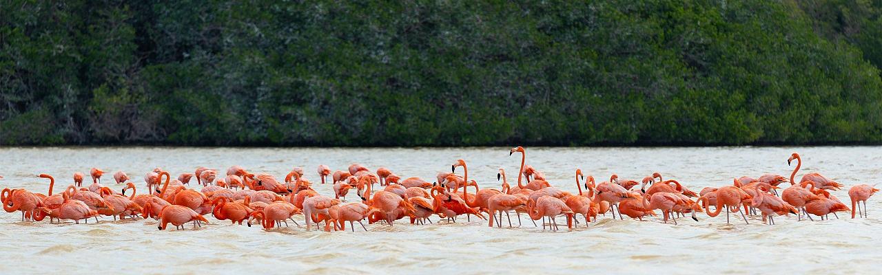 Birding Mexico, Bird watching Yucatán Peninsula, Mexico Nature Tour, Naturalist Journeys, Wildlife Tour, Wildlife Photography, Ecotourism, Specialty Birds, Birding Hotspot