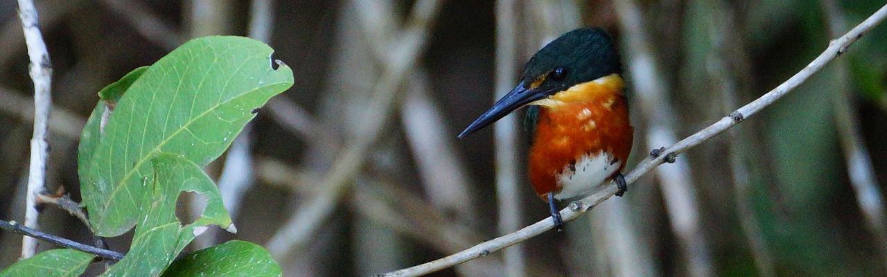 Birding Mexico, Bird watching Yucatán Peninsula, Mexico Nature Tour, Naturalist Journeys, Wildlife Tour, Wildlife Photography, Ecotourism, Specialty Birds, Birding Hotspot