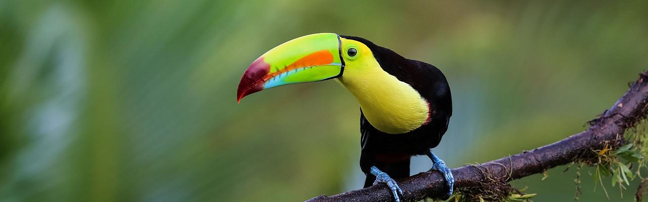 Birding Mexico, Bird watching Yucatán Peninsula, Mexico Nature Tour, Naturalist Journeys, Wildlife Tour, Wildlife Photography, Ecotourism, Specialty Birds, Birding Hotspot