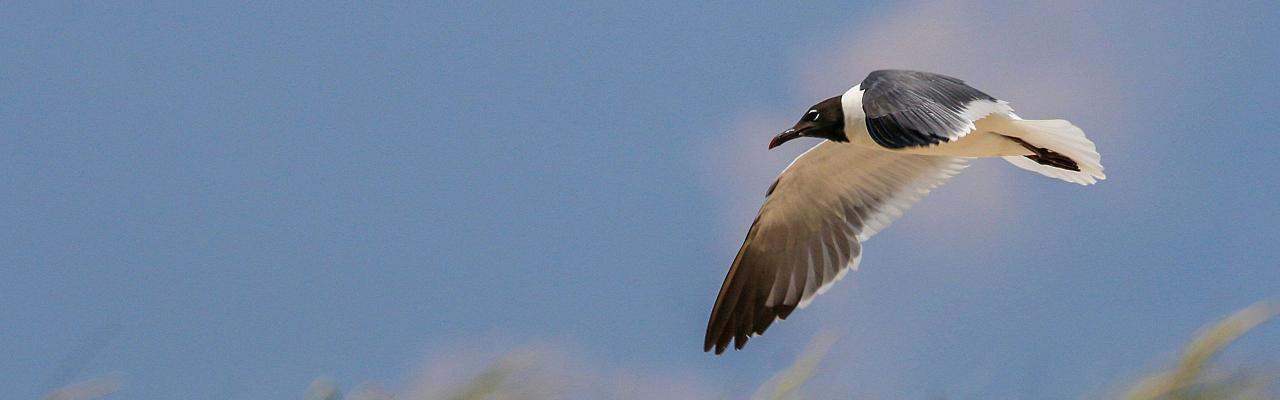 Birding Mexico, Bird watching Yucatán Peninsula, Mexico Nature Tour, Naturalist Journeys, Wildlife Tour, Wildlife Photography, Ecotourism, Specialty Birds, Birding Hotspot