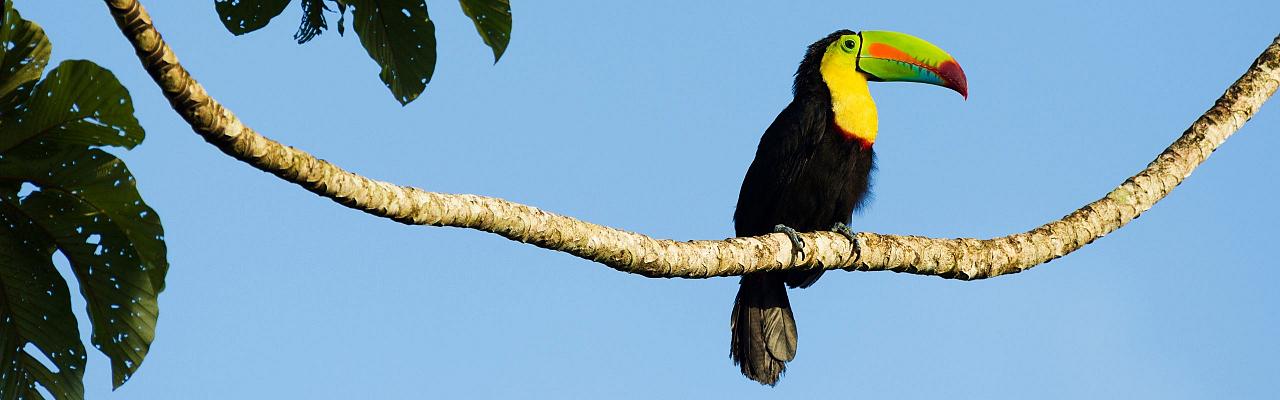 Birding Panama, Bird watching Western Panama, Panama Nature Tour, Tranquilo Bay, Naturalist Journeys, Wildlife Tour, Wildlife Photography, Ecotourism, Specialty Birds, Birding Hotspot