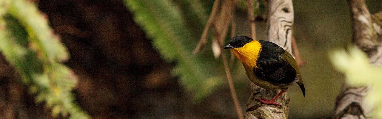 Birding Panama, Bird watching Western Panama, Panama Nature Tour, Tranquilo Bay, Naturalist Journeys, Wildlife Tour, Wildlife Photography, Ecotourism, Specialty Birds, Birding Hotspot