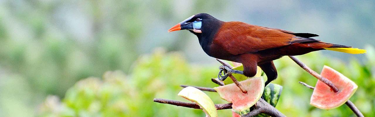 Montezuma Oropendola, Belize Nature Tours, Naturalist Journeys, Guided Nature Tour