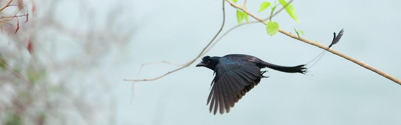 Birding India, Bird watching Asia, India Nature Tour, Big Cats in India, Naturalist Journeys, Wildlife Tour, Wildlife Photography, Ecotourism, Specialty Birds, Birding Hotspot, Tiger Reserve, Snow Leopards