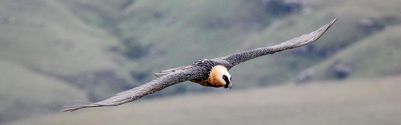 Birding India, Bird watching Asia, India Nature Tour, Big Cats in India, Naturalist Journeys, Wildlife Tour, Wildlife Photography, Ecotourism, Specialty Birds, Birding Hotspot, Tiger Reserve, Snow Leopards