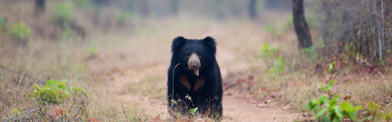 Birding India, Bird watching Asia, India Nature Tour, Big Cats in India, Naturalist Journeys, Wildlife Tour, Wildlife Photography, Ecotourism, Specialty Birds, Birding Hotspot, Tiger Reserve, Snow Leopards